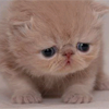 ForumReader's Avatar