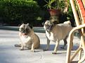 Blossum (sitting) and Butch