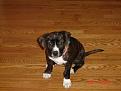as a puppy :)