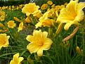 flowers2