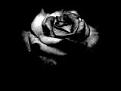 blackrose